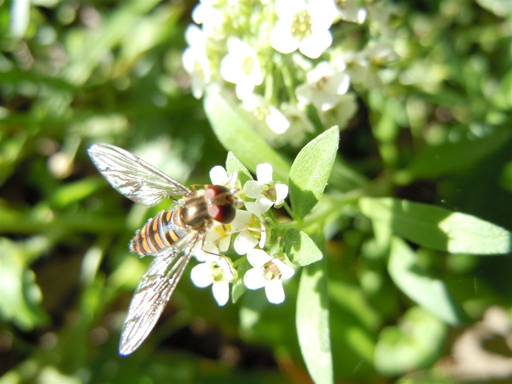 Syrphidae da identificare